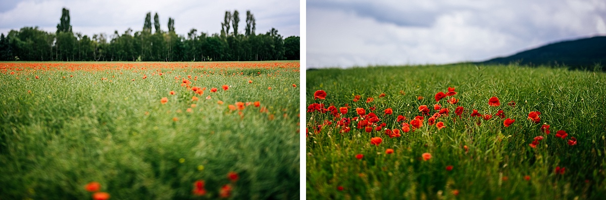 mohnblumen-felder - hochzeitsfotograf im harz - licht von dieser welt
