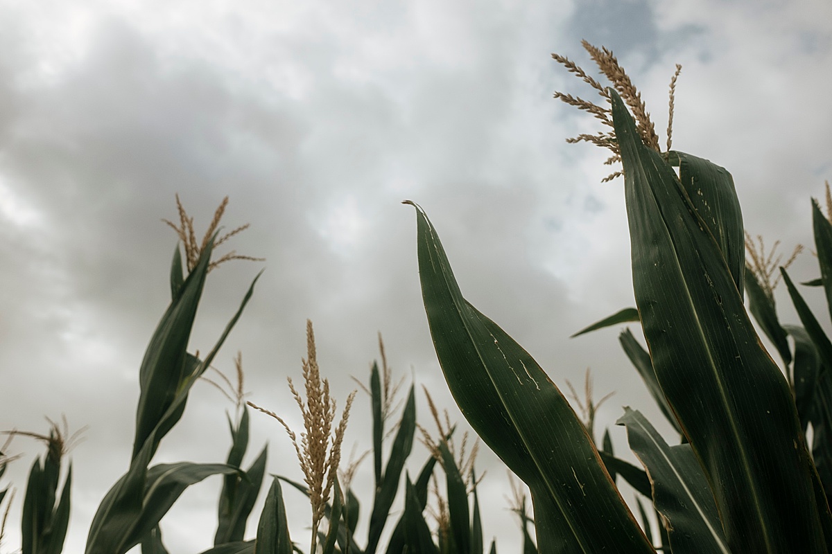 mais corn maiskolben feld himmel sky hochzeit wanzleben hochzeitsfotograf magdeburg