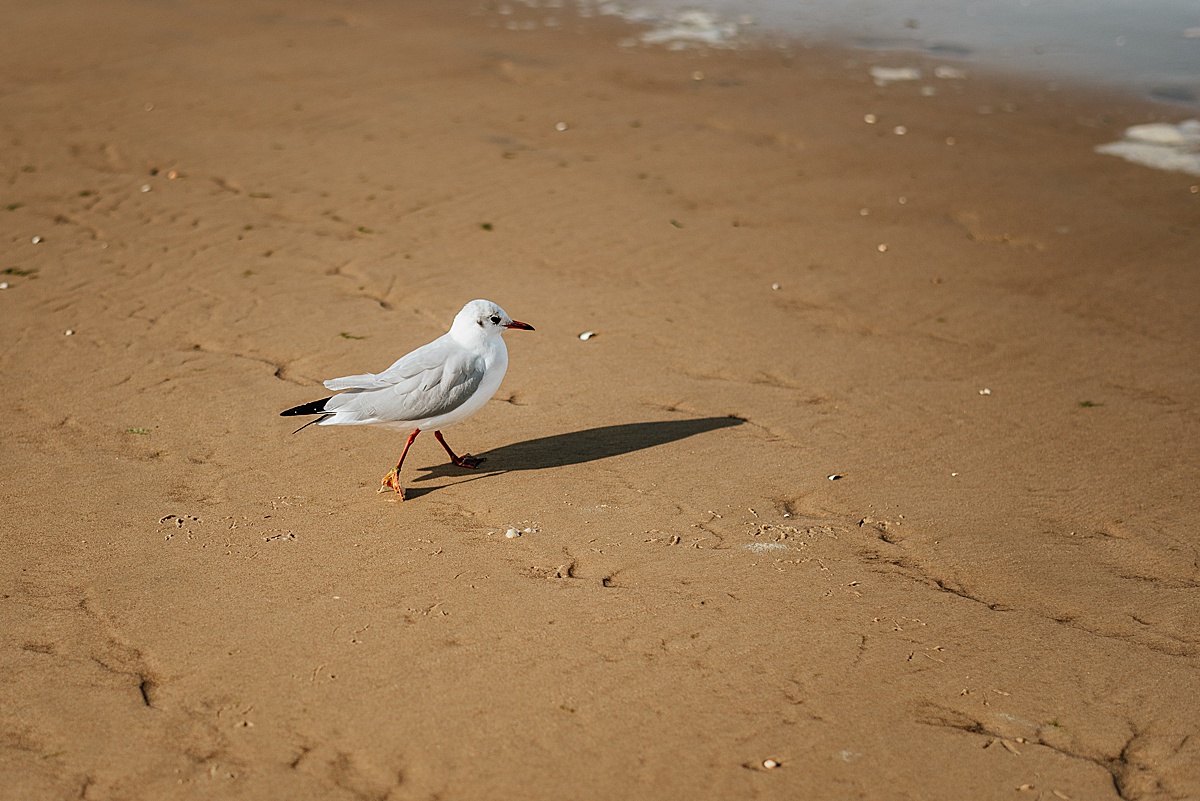 möwe strand heringsdorf usedom hochzeit sand vogel bird