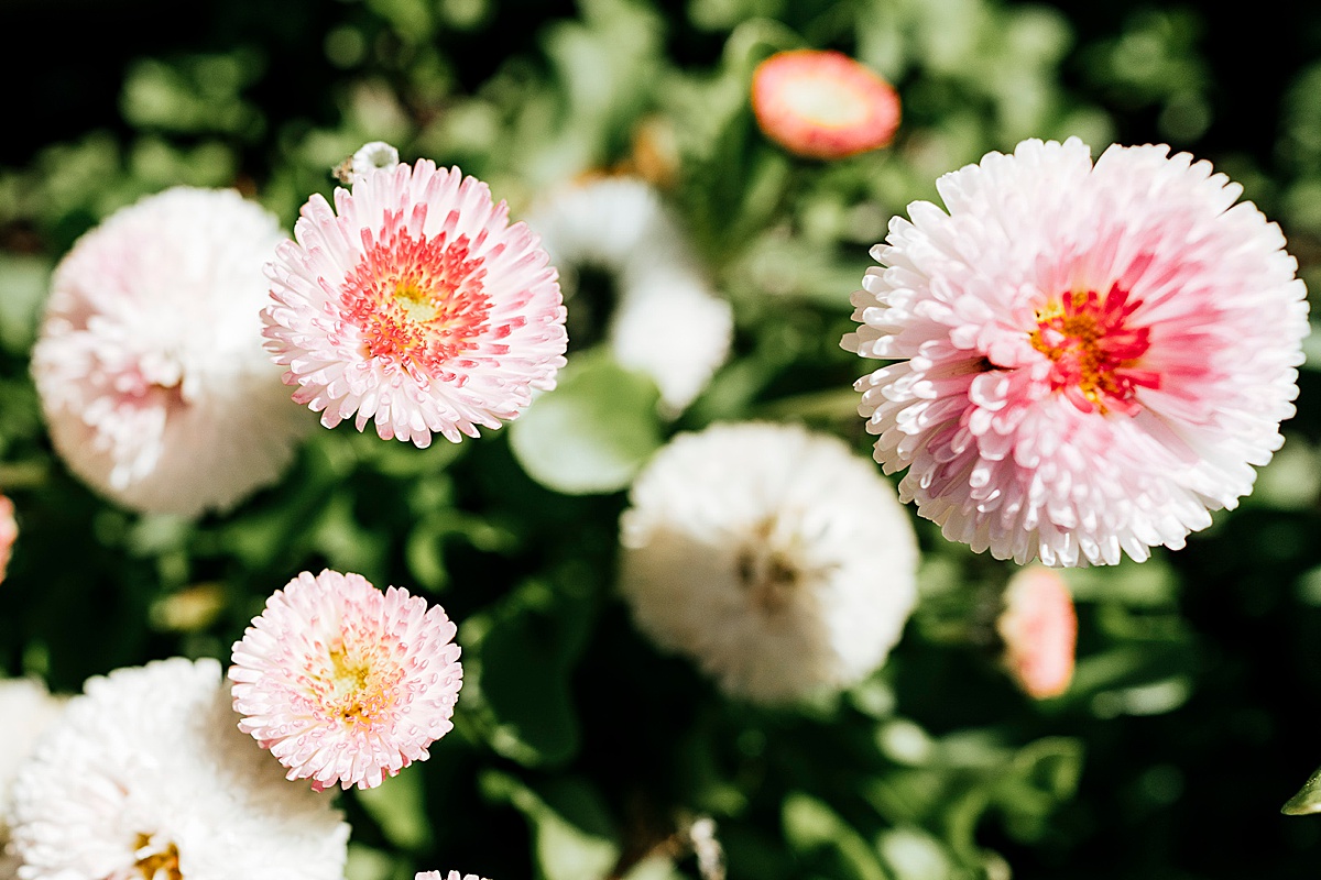 blumen flowers natur hochzeit spreewald
