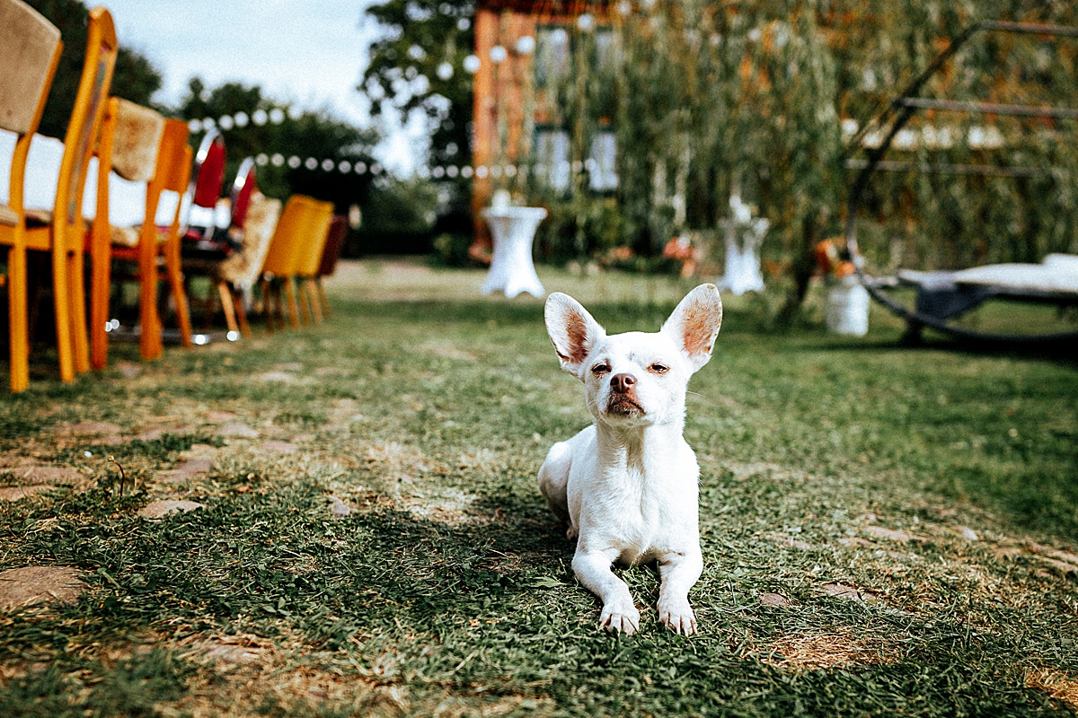 hund, dog, sweet, white dog, weißer hund, Hochzeit