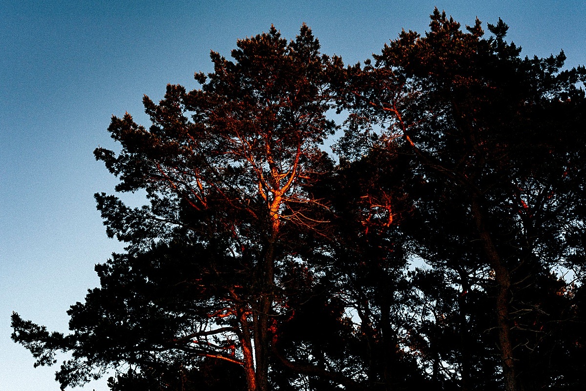 baum sonnenlicht sonnenuntergang