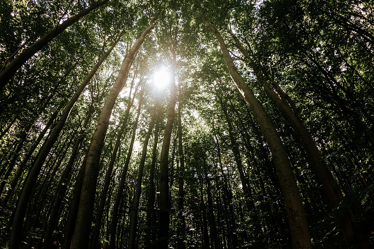 wald licht sonne rügen kreidefelsen königsstuhl natur landscape landschaft