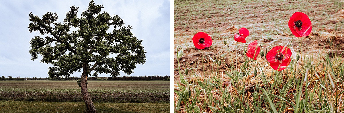 mohnblume, poppy, baum, tree, flowers, nature, landschaft, landscape