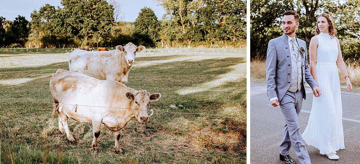 Kühe, cow, animals, Tiere, Brautpaar, Hochzeit, Altmark