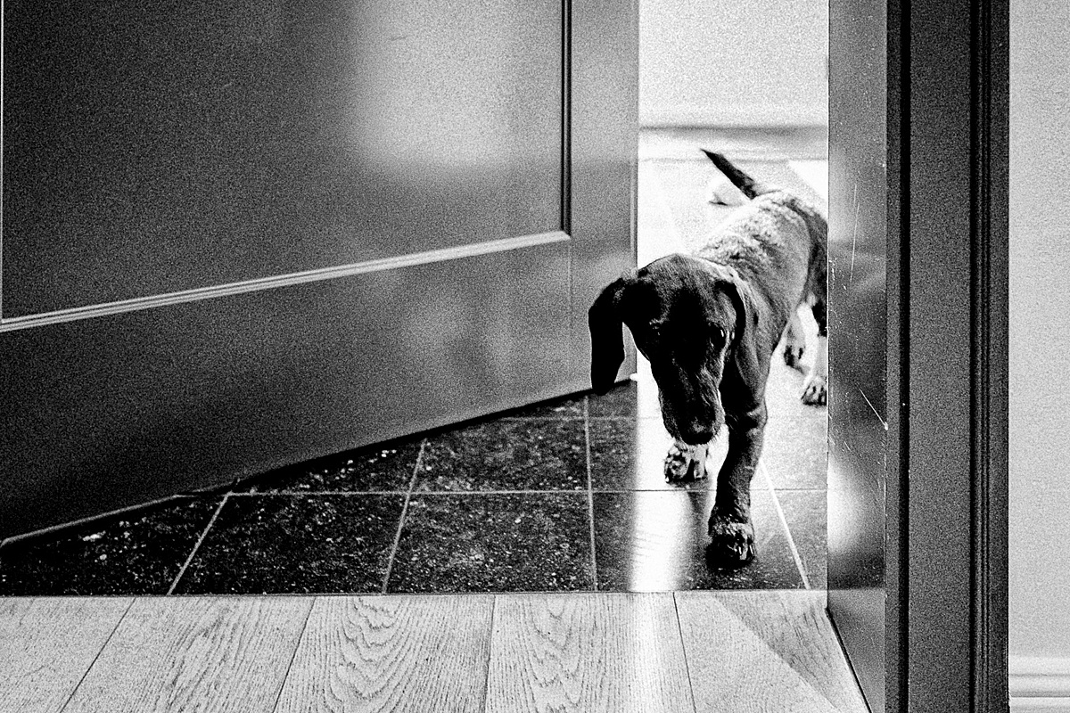 Dackel, tür, bnw, Eingang, inselloft 