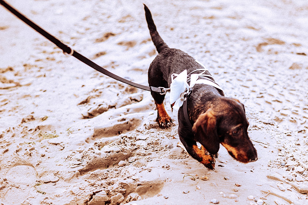 Dackel am Strand, hochzeitshund, weddingdog