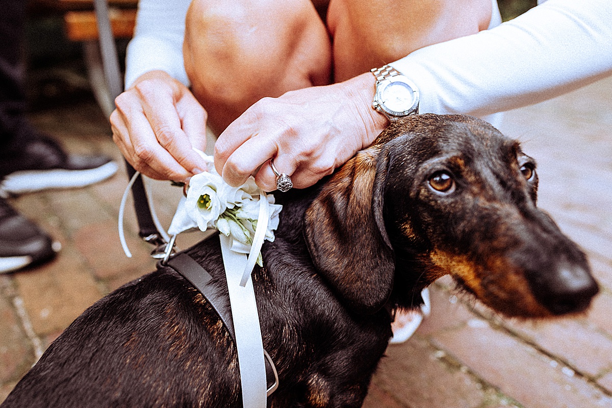 Dackel, ringträger, Hund, Hochzeit, hochzeitshund, Hochzeitsreportage Norderney