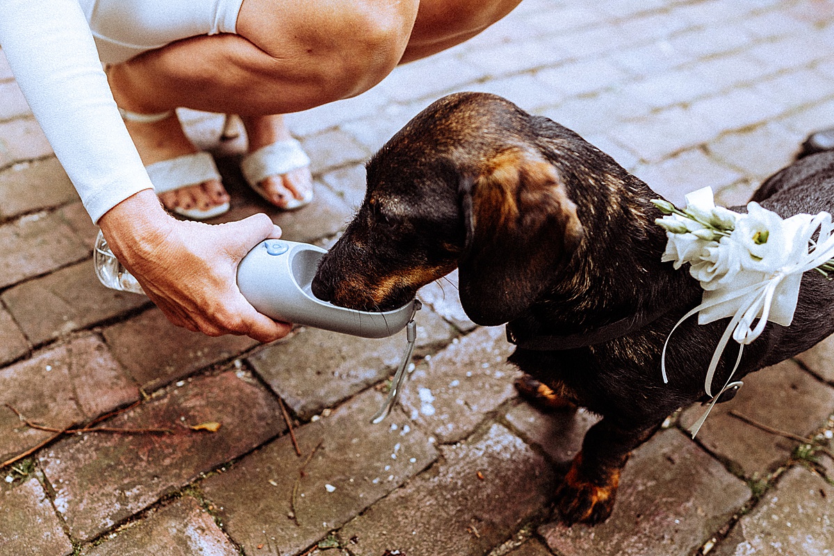 Dackel trinkt, Dackel, weddingdog, Hochzeitstag 