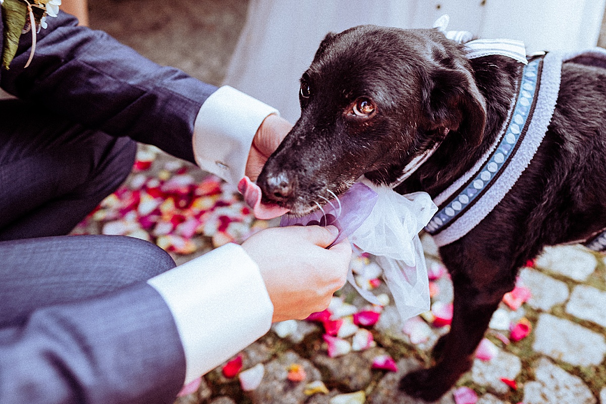 hochzeitshund, weddingdog, Hund, Hochzeit, ringträger 