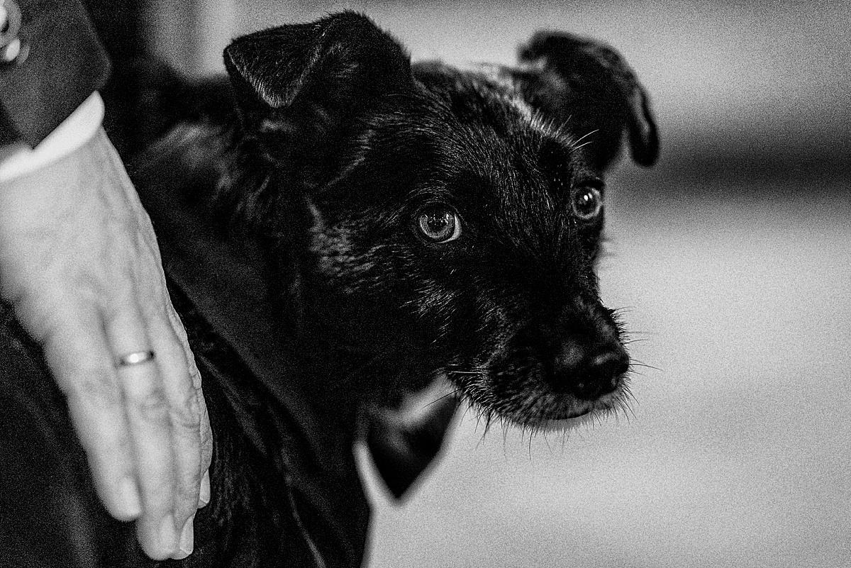 hund, dog, bnw, hochzeitsreportage, Hochzeit auf dem flusshof