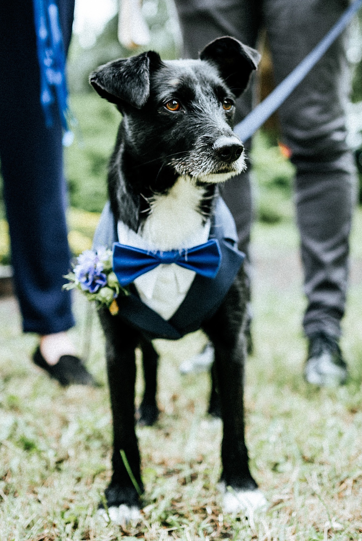 weddingdog, hochzeitshund, hund, vierbeiner, hochzeitsfotograf altmark, wedding